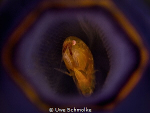 Room with a view - Amphipode in tunicate by Uwe Schmolke 